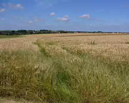 P1000765 Un des nombreux champs de blé (ogm ?).